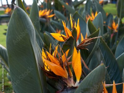 Papier peint  Strelitzia reginae