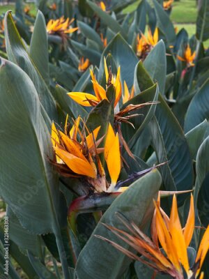 Papier peint  Strelitzia reginae