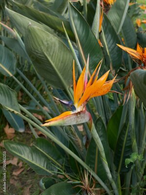 Papier peint  Strelitzia reginae