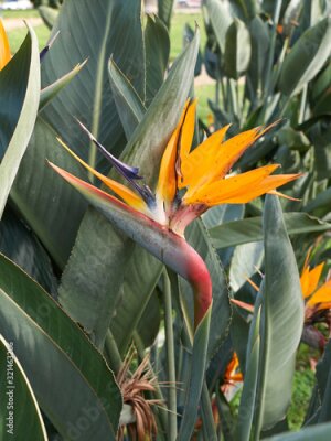 Papier peint  Strelitzia reginae
