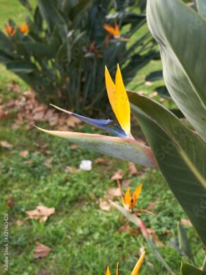 Papier peint  Strelitzia reginae