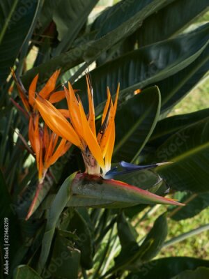 Papier peint  Strelitzia reginae