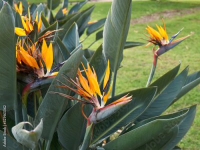 Papier peint  Strelitzia reginae