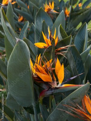 Papier peint  Strelitzia reginae
