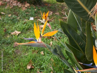 Papier peint  Strelitzia reginae