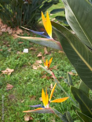 Papier peint  Strelitzia reginae