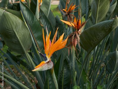 Papier peint  Strelitzia reginae