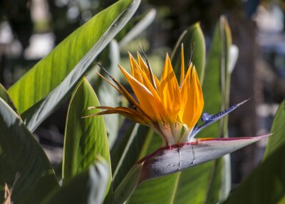 Papier peint  Strelitzia Reginae 