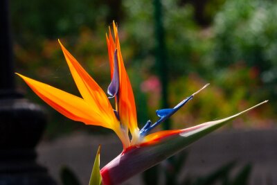 Papier peint  Strelitzia Reginae