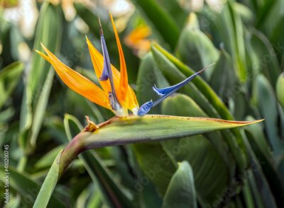 Papier peint  Strelitzia reginae