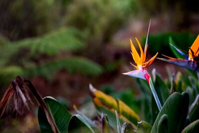 Papier peint  Strelitzia Reginae