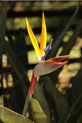 Papier peint  Strelitzia Reginae