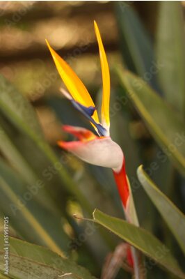 Papier peint  Strelitzia Reginae