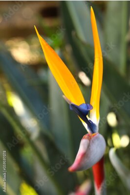 Papier peint  Strelitzia Reginae