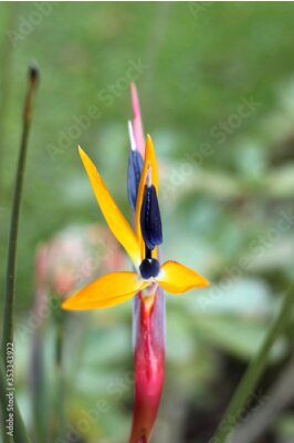 Papier peint  Strelitzia Reginae