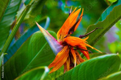 Papier peint  Strelitzia reginae