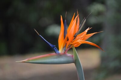 Papier peint  Strelitzia reginae