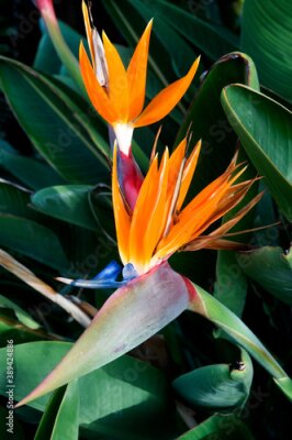 Papier peint  Strelitzia reginae