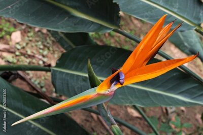 Papier peint  Strelitzia reginae