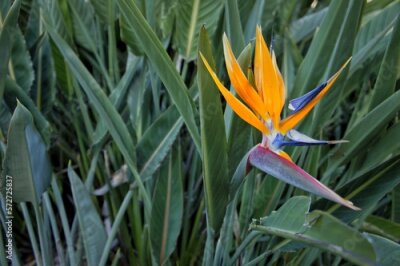 Papier peint  Strelitzia reginae