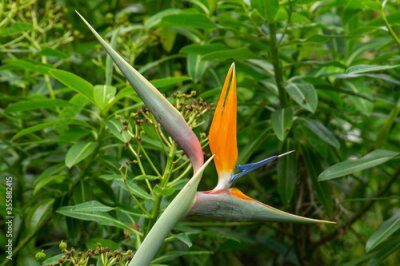 Papier peint  Strelitzia Reginae