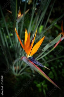 Papier peint  Strelitzia reginae