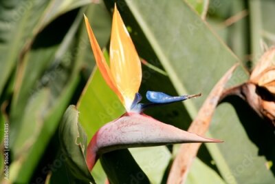 Papier peint  Strelitzia reginae