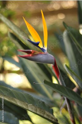 Papier peint  Strelitzia Reginae