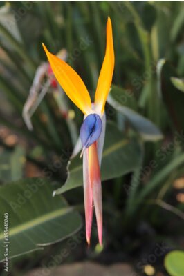 Papier peint  Strelitzia Reginae