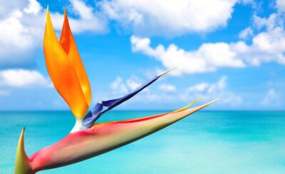 Papier peint  Strelitzia reginae