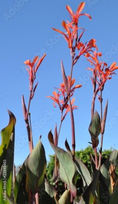 Papier peint  strelitzia reginae