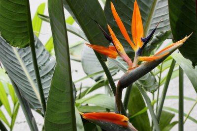 Papier peint  strelitzia reginae