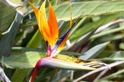 Papier peint  Strelitzia reginae