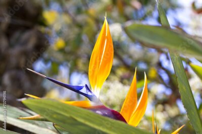 Papier peint  Strelitzia reginae