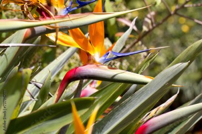 Papier peint  Strelitzia reginae