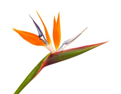 Papier peint  Strelitzia reginae
