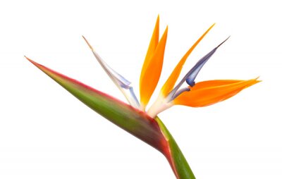 Papier peint  Strelitzia reginae