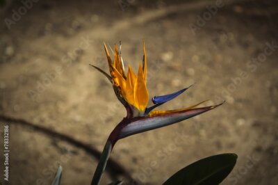 Papier peint  Strelitzia reginae