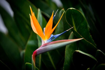 Papier peint  Strelitzia reginae