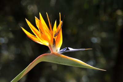 Papier peint  Strelitzia reginae