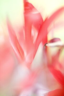 Papier peint  Strelitzia reginae