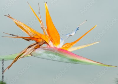 Papier peint  Strelitzia reginae