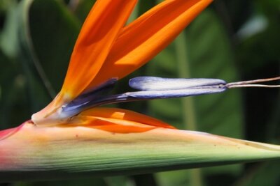 Papier peint  Strelitzia reginae