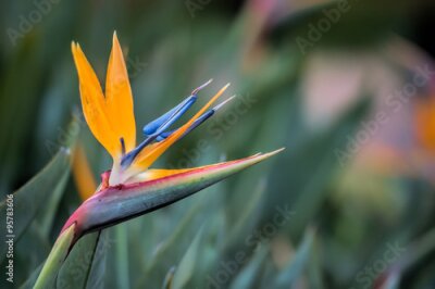 Papier peint  strelitzia reginae