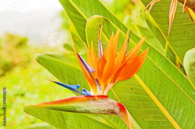 Papier peint  Strelitzia Reginae
