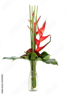 Papier peint  Strelitzia reginae