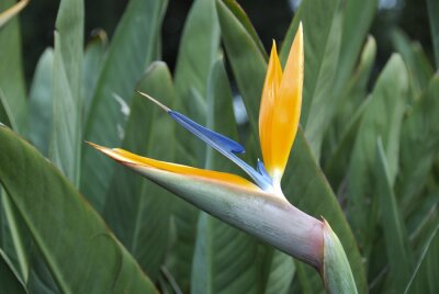 Papier peint  Strelitzia reginae