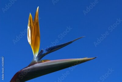 Papier peint  Strelitzia reginae