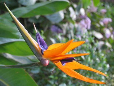 Papier peint  Strelitzia reginae