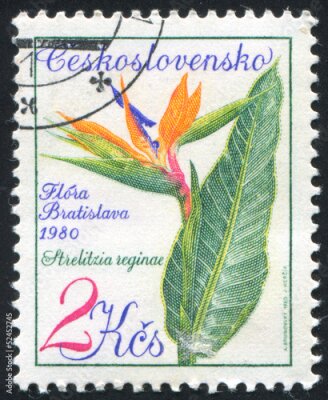 Papier peint  Strelitzia reginae